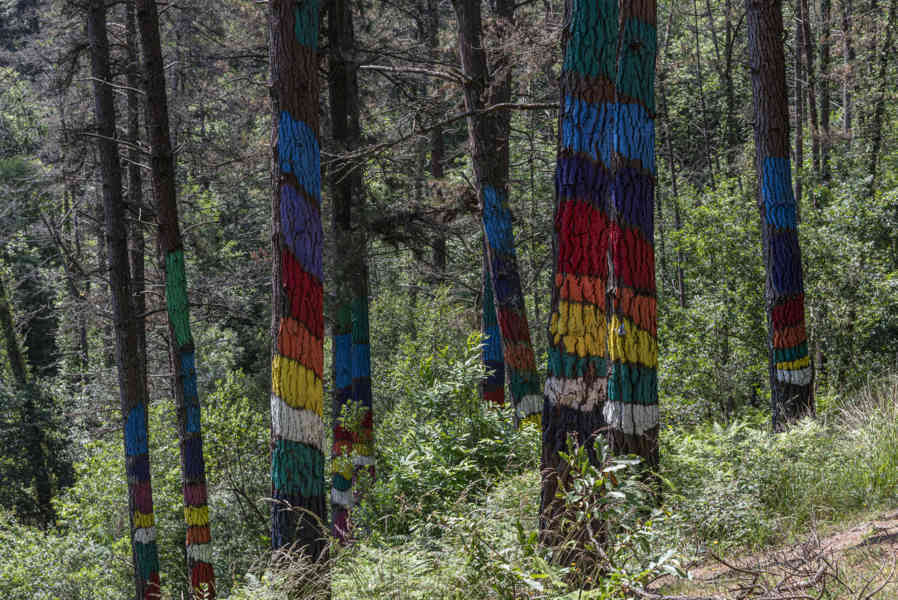 Vizcaya - Kortezubi 03 - bosque de Oma.jpg